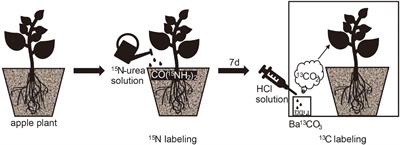 Effects of Temperature and Nitrogen Application on Carbon and Nitrogen Accumulation and Bacterial Community Composition in Apple Rhizosphere Soil